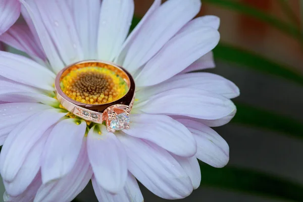 Anelli su bianco margherita amore San Valentino gerbera e matrimonio oro — Foto Stock