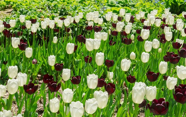 Mörkt röd med vita fälgar Tulip — Stockfoto