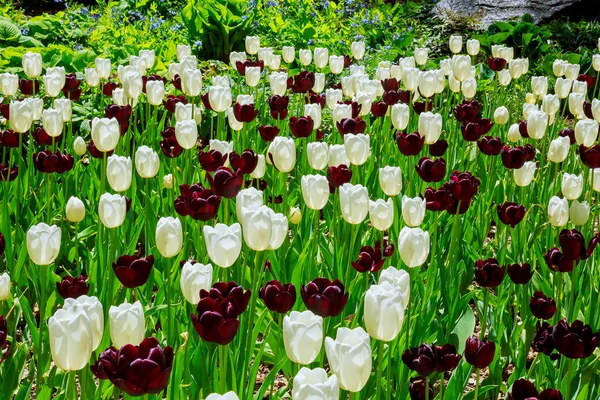 Mörkt röd med vita fälgar Tulip — Stockfoto