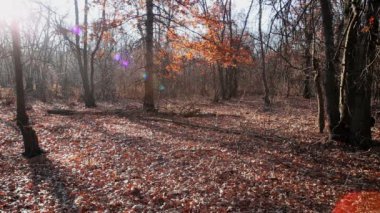 Nerede güneş doğuyor ve hala çiğ yumuşak ışık sabah erken yaz sonu veya erken sonbahar