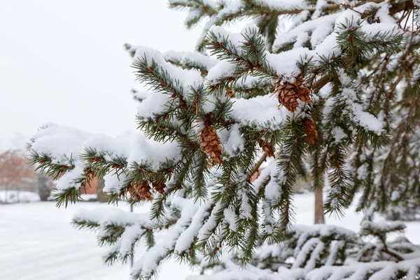 Ramas de pino congeladas en la nieve — Foto de Stock