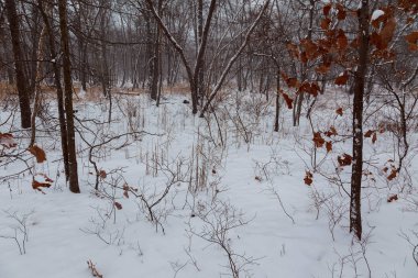 Ağaçlarda kar olan kış ormanı