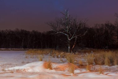 Kış gece kar ağaçlar hala ile kaplı. 