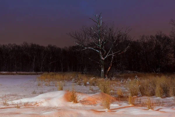 Kış gece kar ağaçlar hala ile kaplı. 