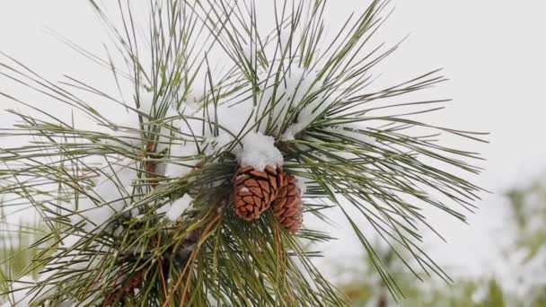 Sněhová zima stálezelených větev stromu s těžkými na to — Stock video