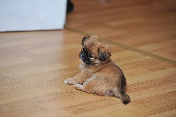 Fino köpeği rahatlatıcı ev — Stok fotoğraf