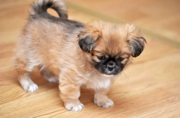 Pekingese dog relaxing in the home — Stock Photo, Image