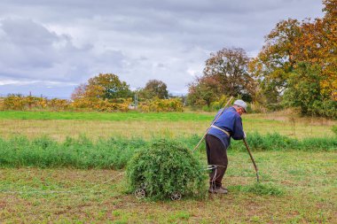 Yaşlı adam tırpan ile çim biçme