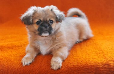 Fino köpekleri oturan koltuk kanepe chaise pembe arka plan kanepe