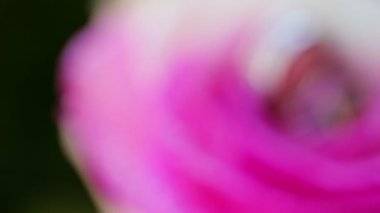 Arzu, sevgi ve Sevgililer günü