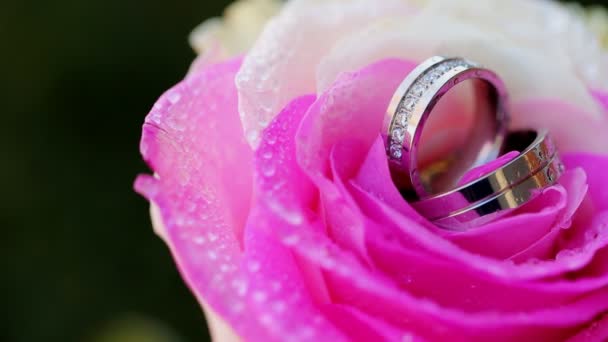 Anillos de boda de oro y rosas rosadas — Vídeos de Stock