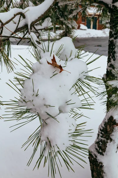 눈에서 파인 크리스마스 트리 겨울 지점 — 스톡 사진
