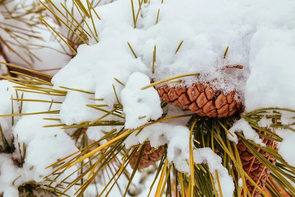 雪の松の木の枝 — ストック写真