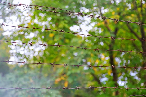 doğal Bokeh ve günbatımı boş alan