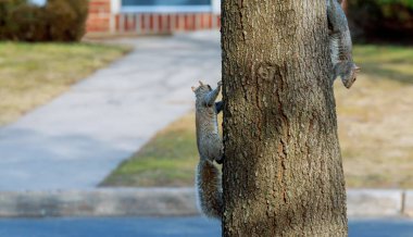 Şehir içinde ağaç gövde sincap iner