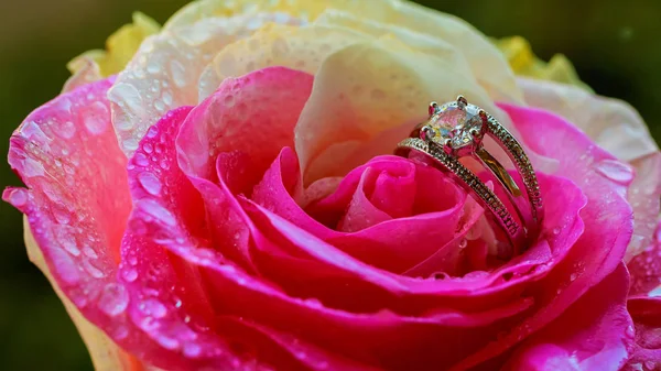 Обручальные кольца с розовой розой — стоковое фото