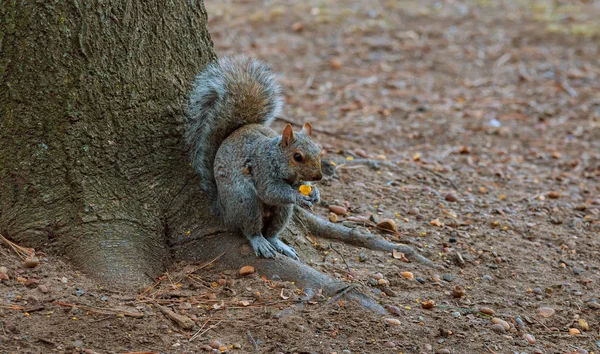 Grijze eekhoorn voeden met kastanjes — Stockfoto