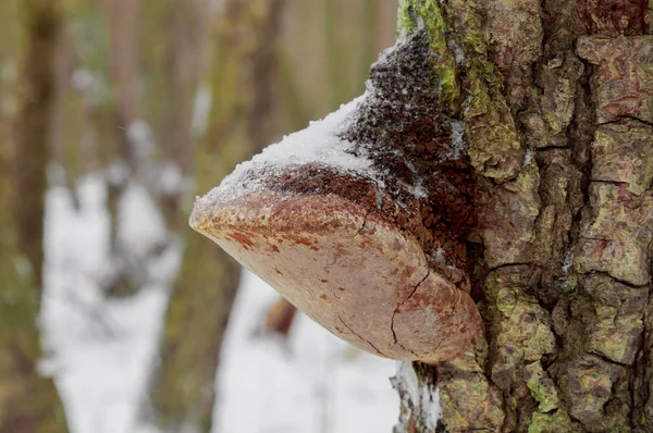 Гриб на старом дереве, покрытом снегом — стоковое фото