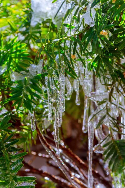 木の枝をつらら雪. — ストック写真