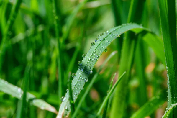 Macro hierba verde de cerca con gotas de agua — Foto de Stock