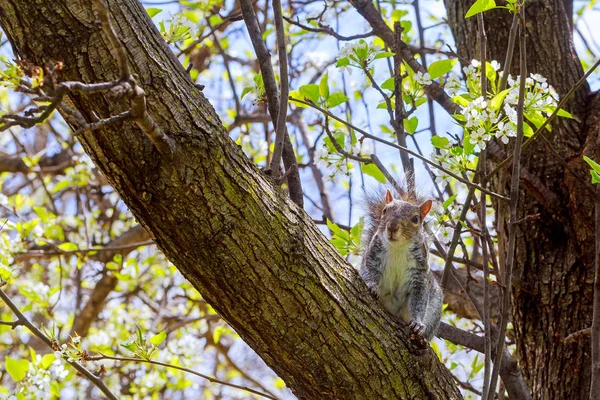 Ardilla gris sentada en una rama de árbol . — Foto de Stock