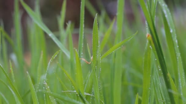 Färska morgondagg på våren gräs, naturliga bakgrund - närbild — Stockvideo