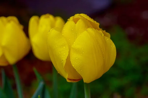 Blomma, vackra tulpaner, tulip i våren, vacker bukett med tulpaner, tulip, — Stockfoto
