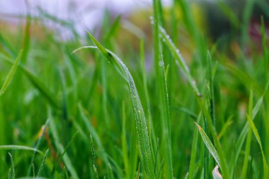 taze yeşil çimenlerin üzerinde su damlaları