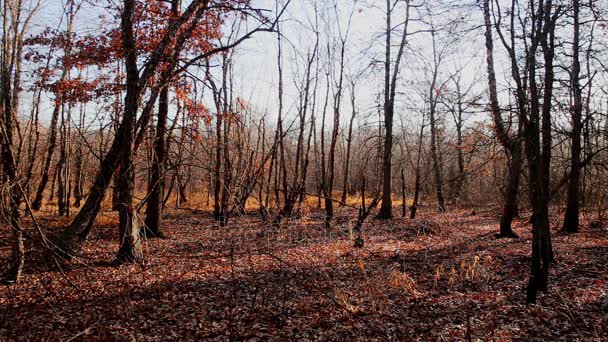 Rote Herbstblätter. Karpaten, Ukraine, Europa. — Stockvideo