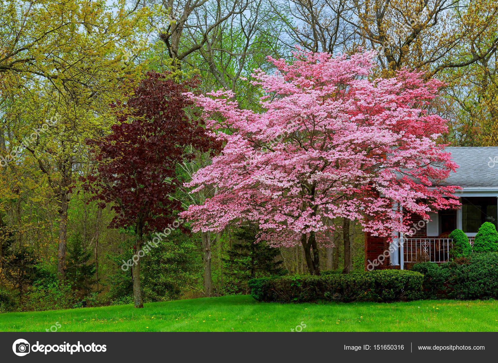 Beautiful Spring Flower Spring Flowering Trees Stock Photo Image By C Photovs 151650316