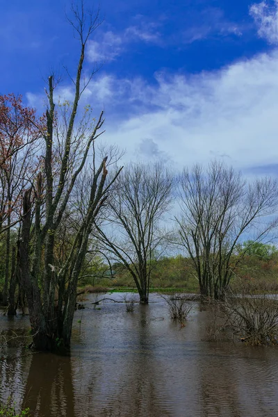 Paesaggio dell'alluvione nella foresta primaverile — Foto Stock