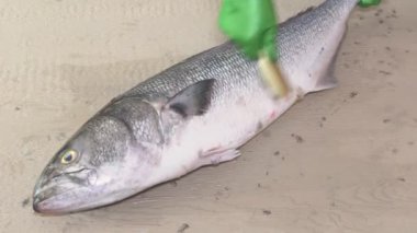 IDE ölçekleri özel tırtıklı bıçakla Temizleme