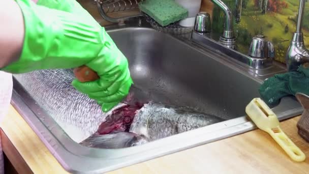 Cozinhar blyufish limpeza nas escalas — Vídeo de Stock