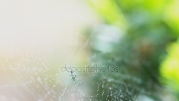 Close-up van een web spinnen — Stockvideo
