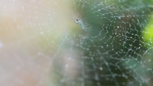 En spindlar Web blöt från morgondimman i en närbild skott, — Stockvideo
