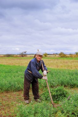 Yaşlı adam tırpan ile çim biçme