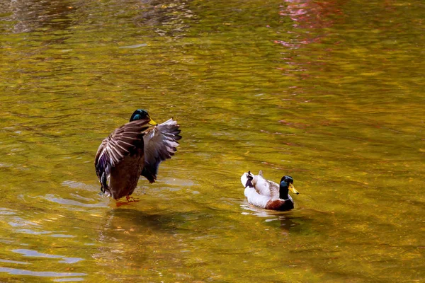Enten schwimmen in einem schönen See. Grüner Hintergrundsee. — Stockfoto