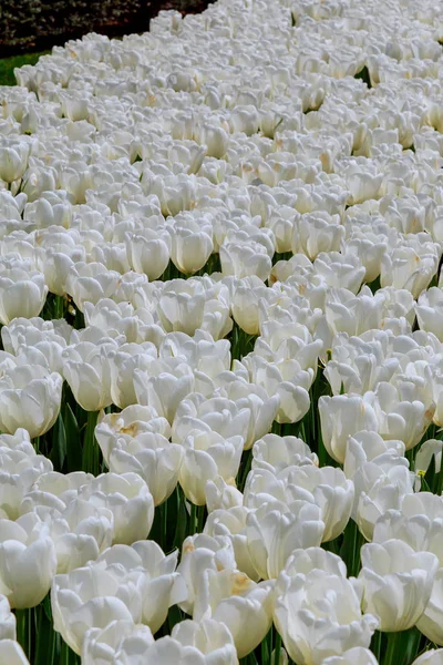Vackra vita tulpaner blomsterrabatt närbild. Blomma bakgrunden landskapsdesign. — Stockfoto
