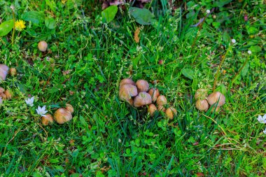 Çim çimen mantarlar içerisindekiler büyüyen mantar