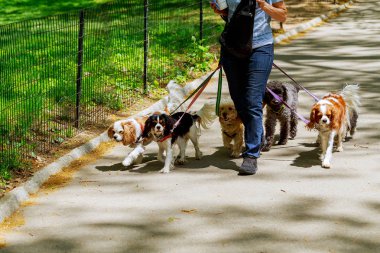 Yolda yürüyen insanlar köpekleri var
