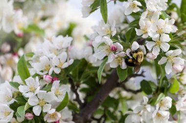 Bahar kiraz çiçekleri, pembe çiçekler.