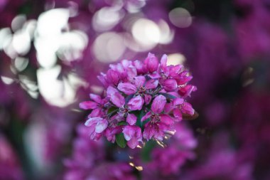 Bahar kiraz çiçekleri, pembe çiçekler.