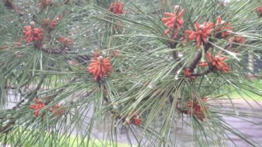 çam ağacı iğneler üzerine yağmur damlacıkları