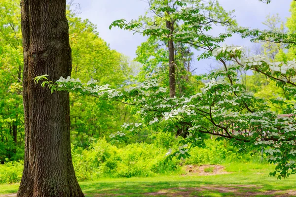 Under ett stort grönt träd. Naturens sammansättning. — Stockfoto