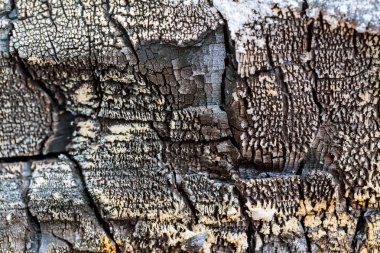 scorched ahşap arka plan.