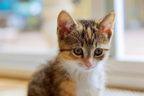 Cute orange kitten photographed with a specialty lens to get soft dreamy effect. — Stock Photo, Image
