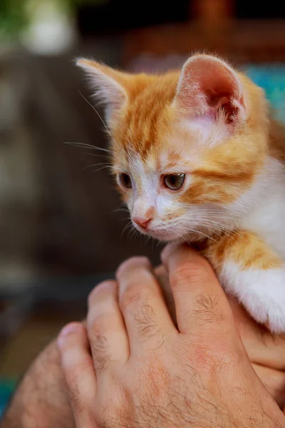 Tabby kitten in a mans hands — Stock Photo, Image