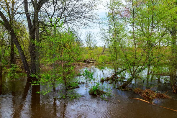 Pasarela de árboles inundada después de la lluvia . — Foto de Stock