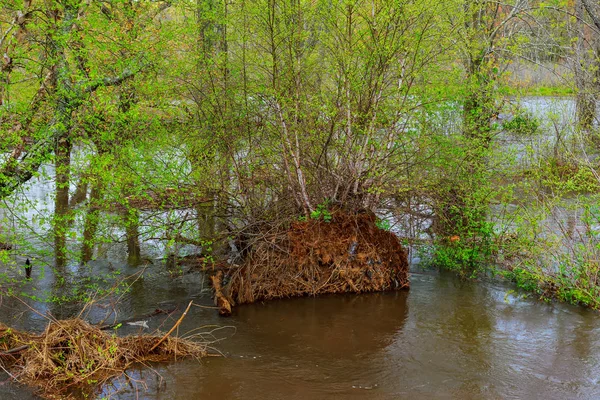 Piscina de agua en el suelo de la selva después de lluvias muy fuertes — Foto de Stock