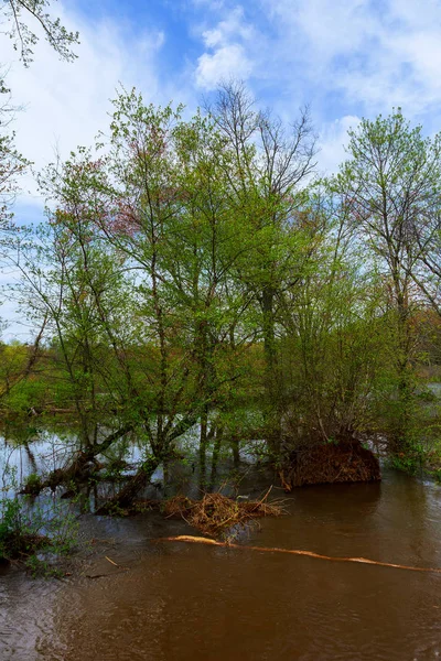 Vecchi tronchi d'albero in una valle allagata dopo forti piogge che mostrano molto — Foto Stock